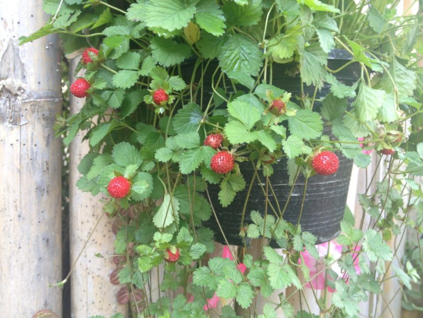 37 Edible Plants You Can Easily Grow In a Hanging Basket