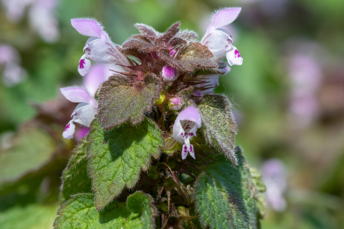 Purple Dead Nettle: 12 Reasons To Pick This Early Spring Edible