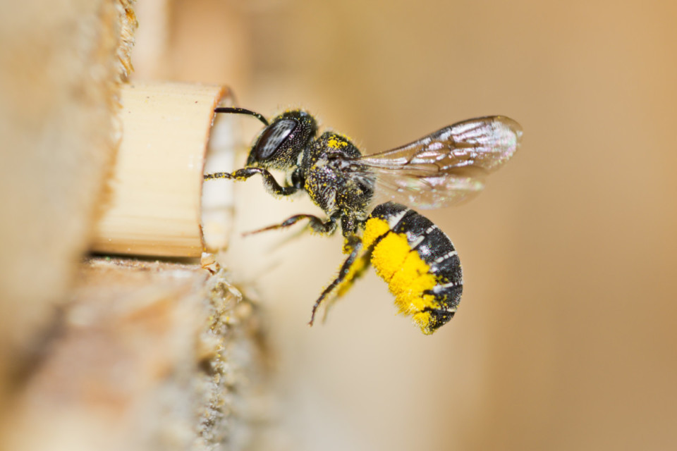 Is Your Bee Hotel Actually a Deathtrap?