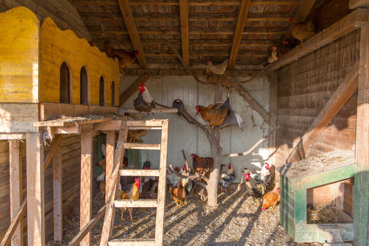 How to Build a Chicken Roost Out of Tree Branches