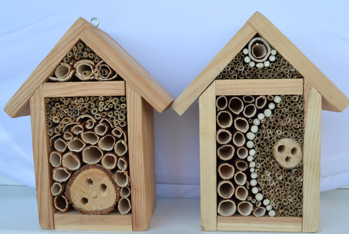 Is Your Bee Hotel Actually A Deathtrap?