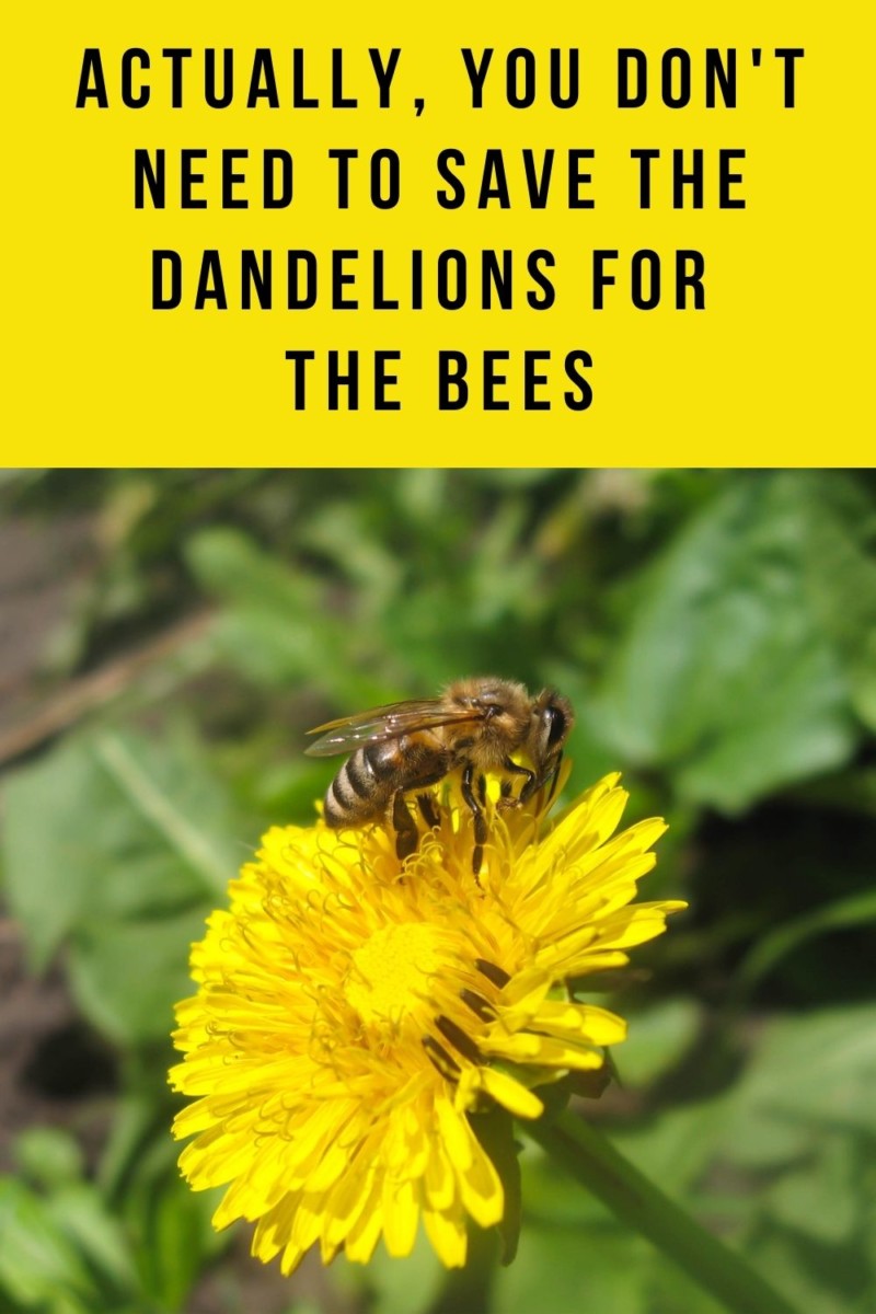 Actually, You Don't Need to Save the Dandelions for The Bees