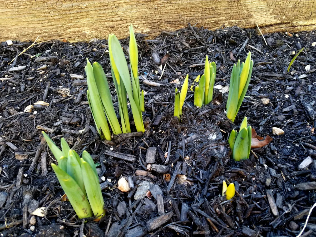 March Gardening Emerging-spring-bulbs.jpg