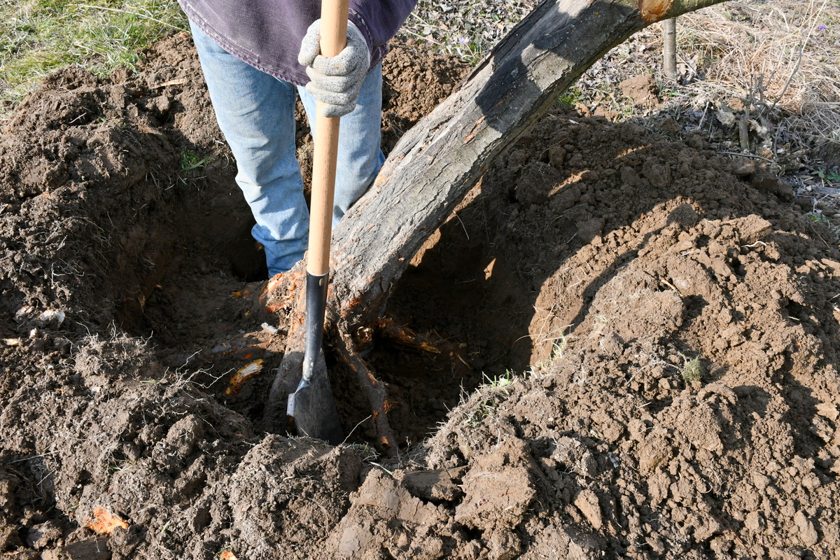 How To Completely Remove a Tree Stump By Hand