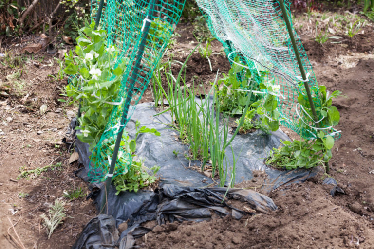 5 Succession Planting Techniques To Triple Your Vegetable Yields