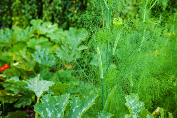 10 Zucchini Companion Plants (& 2 Plants To Never Grow With Zucchini)