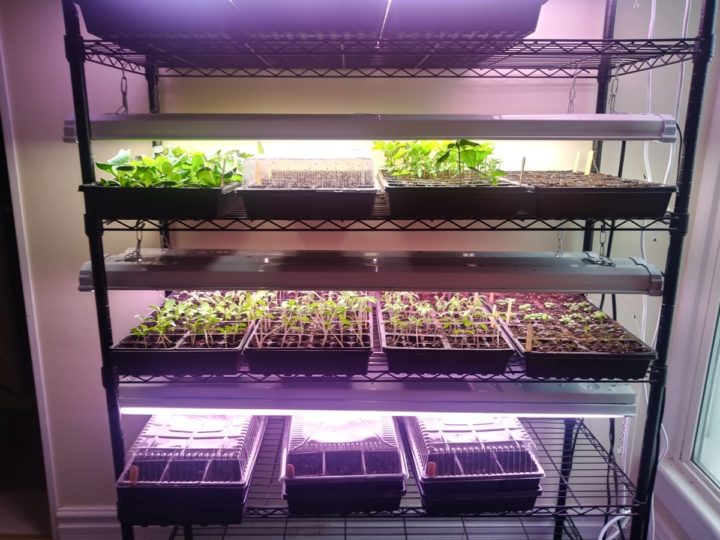 12 Pro Tips For Starting Seeds Indoors In Winter