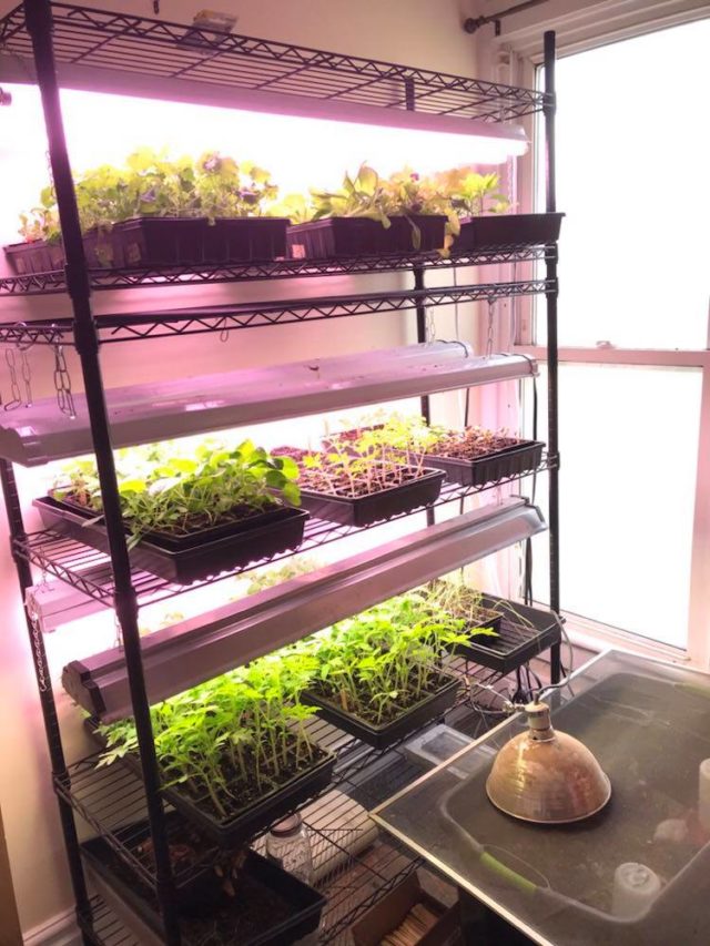 12 Pro Tips For Starting Seeds Indoors In Winter