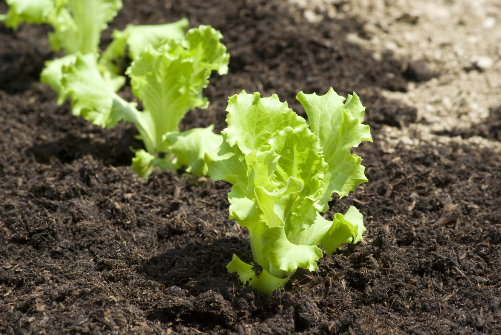 15 Vegetables to Plant Outside Up to 6 Weeks Before the Last Spring Frost