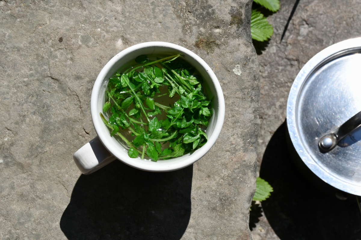 How to Identify, Forage and Use Chickweed