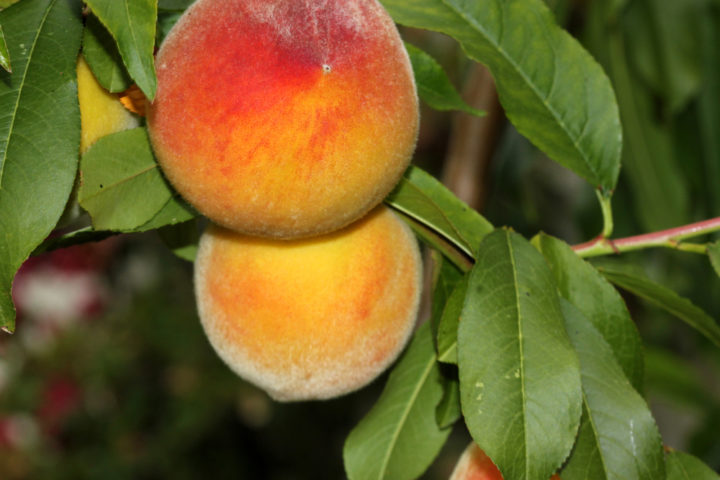 8 Dwarf Fruit Trees For High Yields In Small Gardens