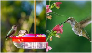 The Ultimate Guide To Attracting Hummingbirds To Your Yard