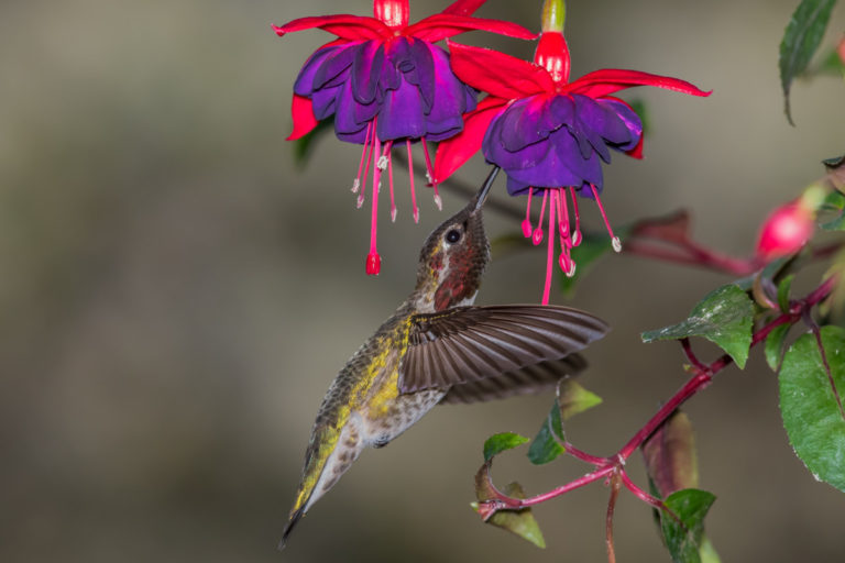 The Ultimate Guide To Attracting Hummingbirds To Your Yard