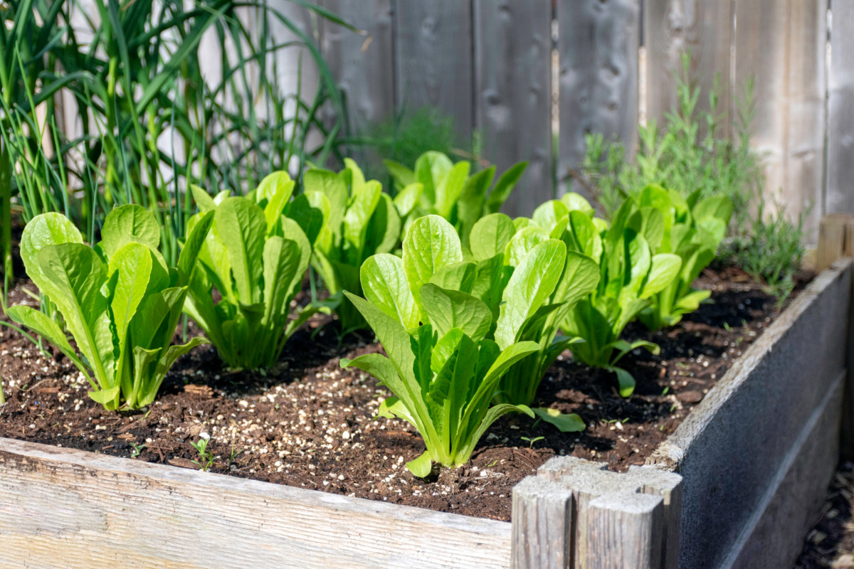 Square Foot Gardening: The Simplest & Most Efficient Way To Grow Food