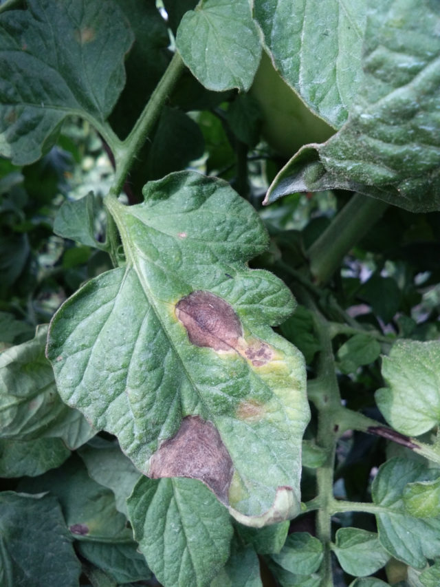 Tomato Blight: How To Spot, Treat & Prevent 3 Types Of Blight