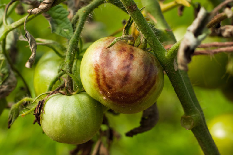Tomato Blight: How to Spot, Treat & Prevent 3 Types of Blight