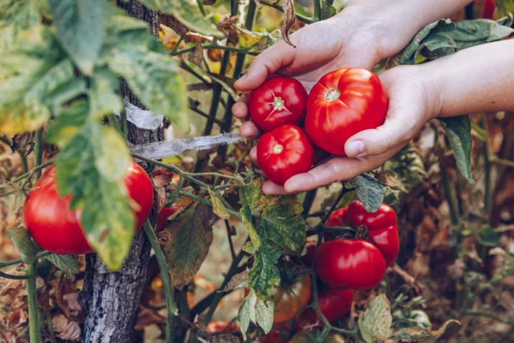 7 Myths About Washing Your Produce - Modern Farmer