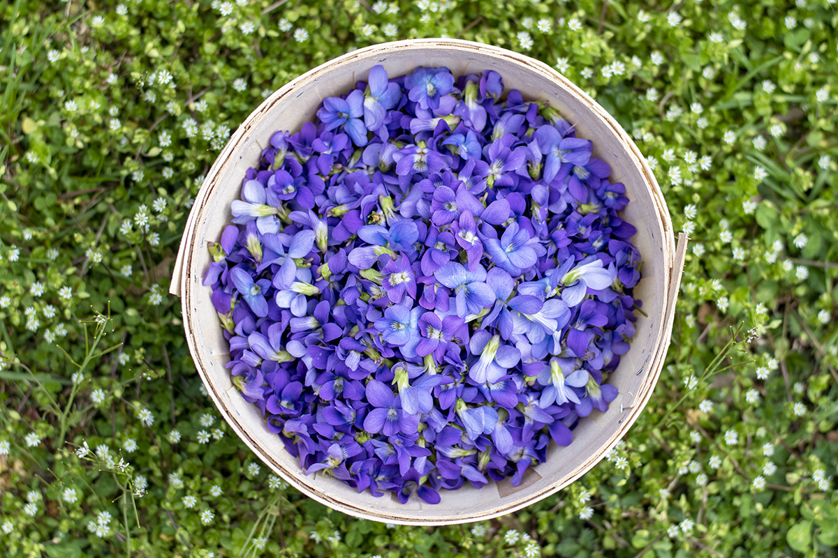 Foraging Violets And Homemade Violet Syrup