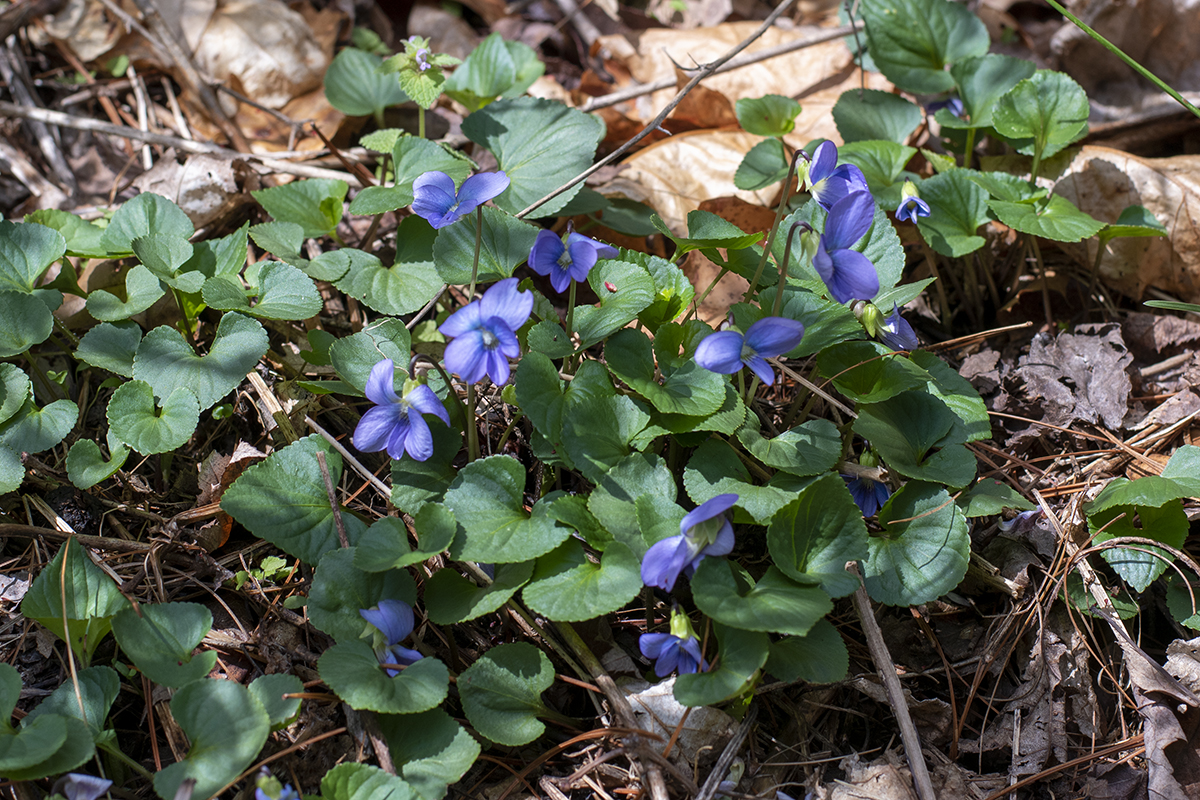 Foraging Violets And Homemade Violet Syrup