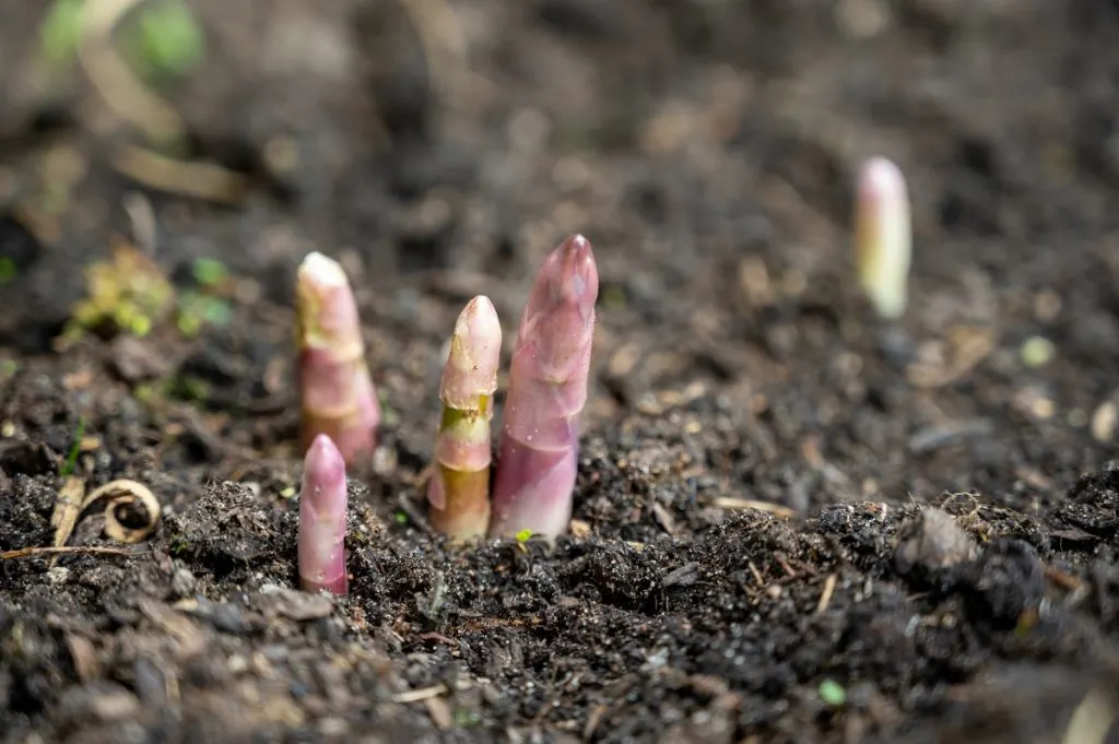 30 of fresh Asparagus Fern Plant House Plant robust bulbs