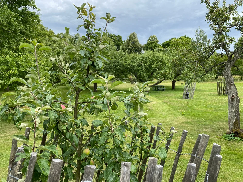 Homemade Fruit Moth Traps : r/BackyardOrchard