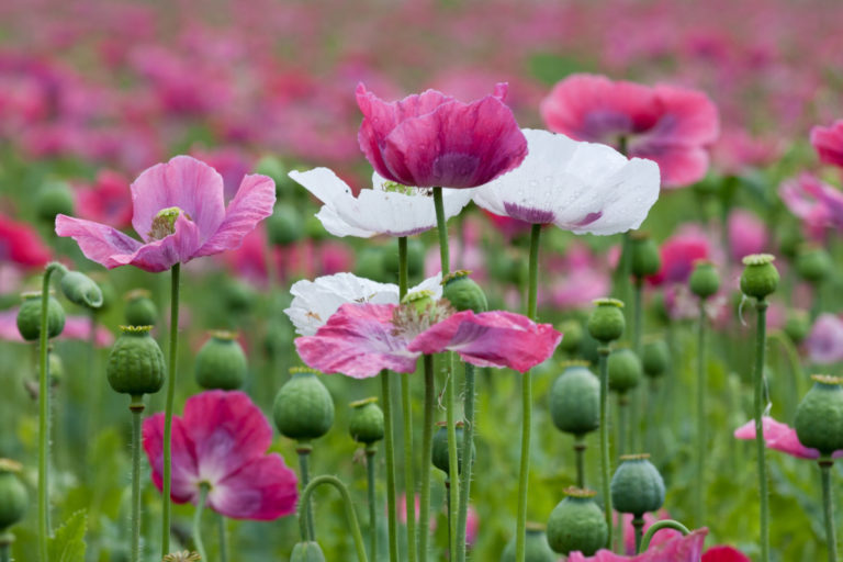 8 Delicious Reasons to Grow Breadseed Poppies