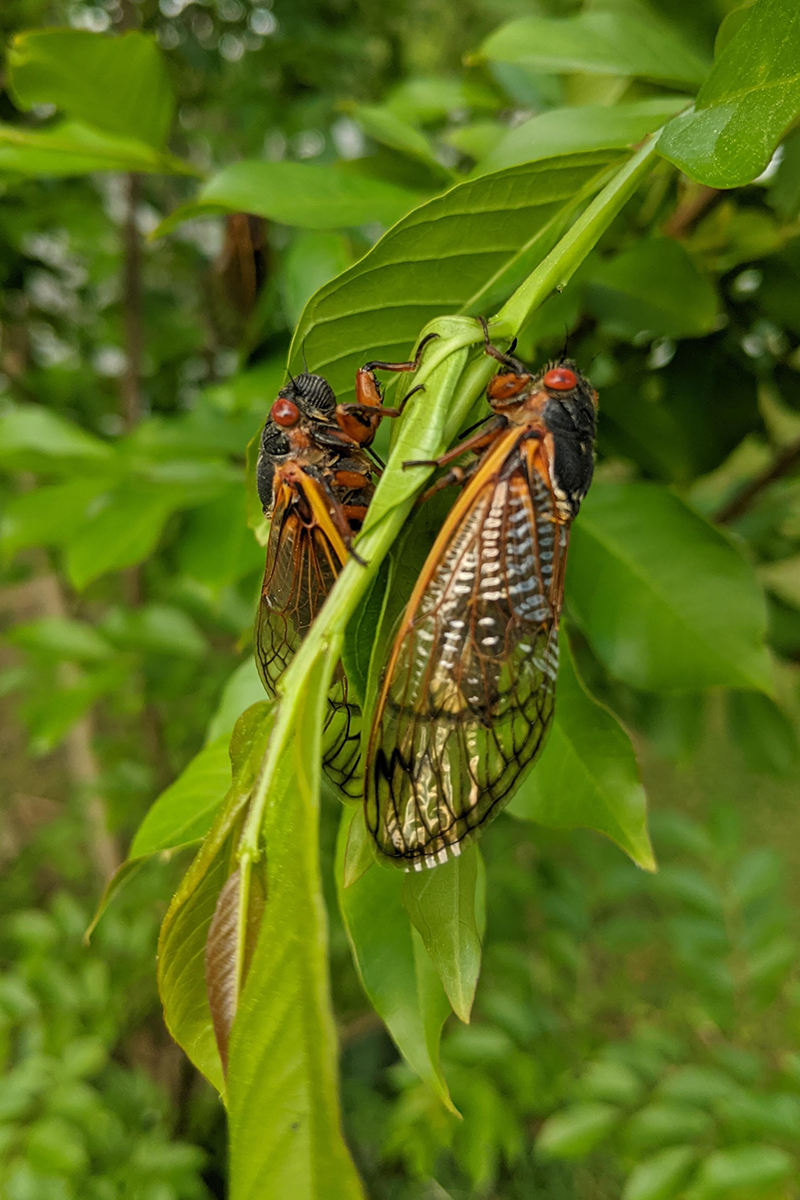 Trillions Of Brood X Cicadas Are Preparing To Emerge Are You Ready?