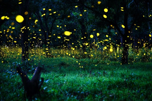 7 Simple Steps to Attracting More Fireflies to Your Backyard