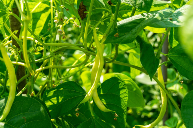 The Ultimate Green Bean Growing Guide - From Planting To Harvesting