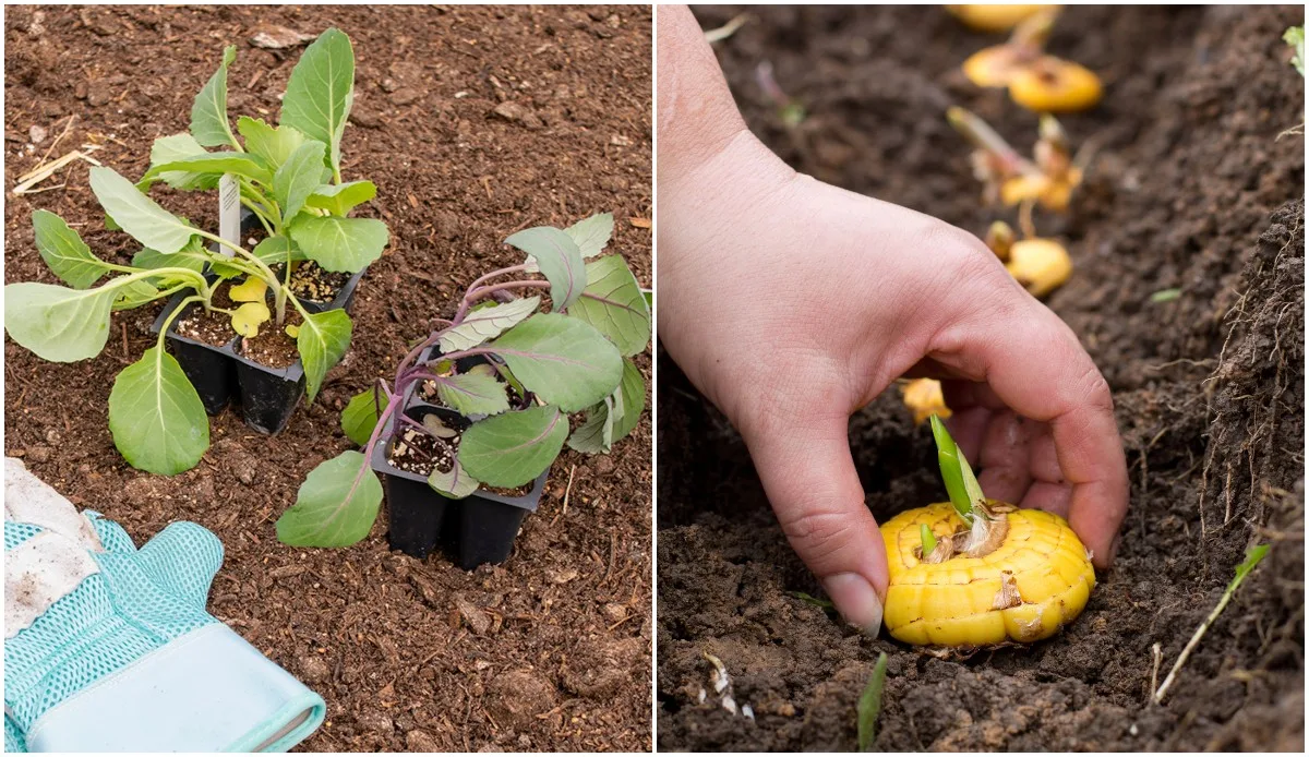 May Gardening May-jobs.jpg