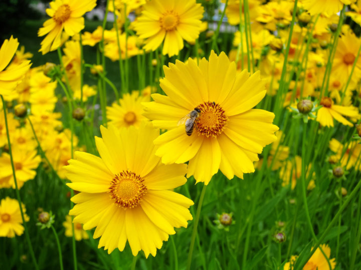 10 Plants To Attract Hover Flies - Nature's Super-Pollinators & Aphid ...