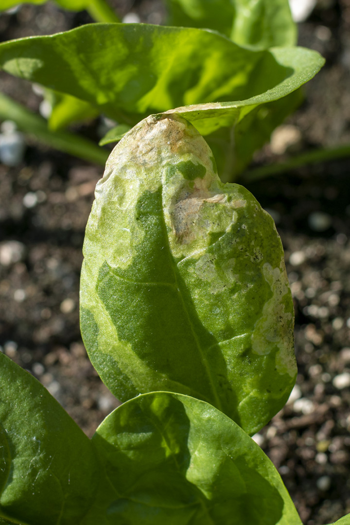 Spotting Leaf Miner Damage & How To Get Rid Of This Hungry Pest