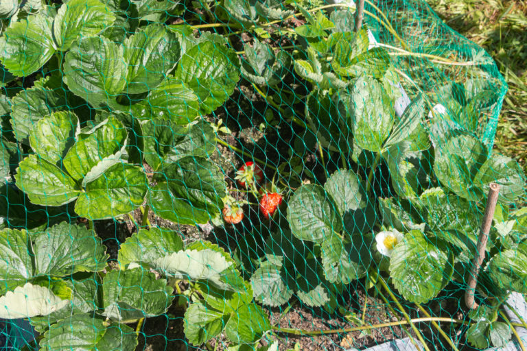 How To Plant A Strawberry Patch That Produces Fruit For Decades