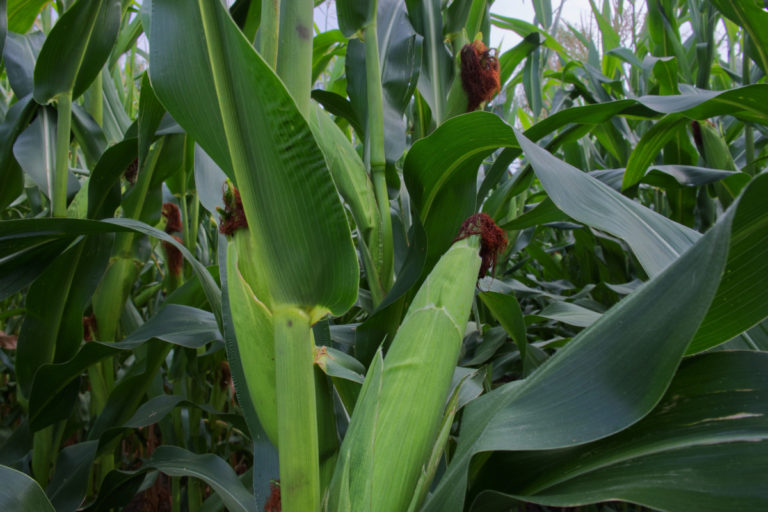 Is it Ready Yet? 30 Common Vegetables & When to Harvest Them