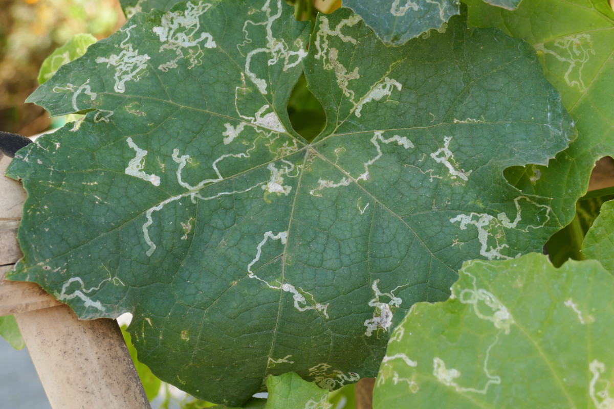 Spotting Leaf Miner Damage & How To Get Rid Of This Hungry Pest