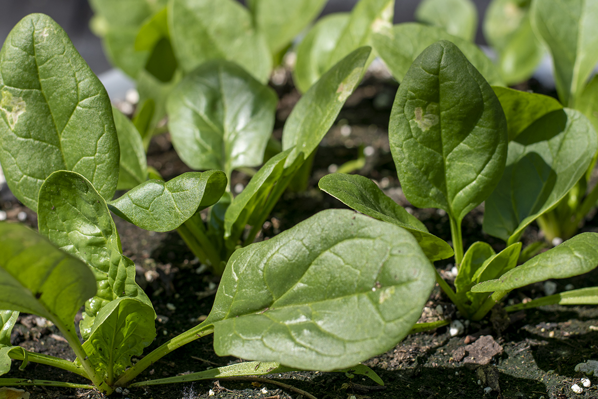 Spotting Leaf Miner Damage & How To Get Rid Of This Hungry Pest