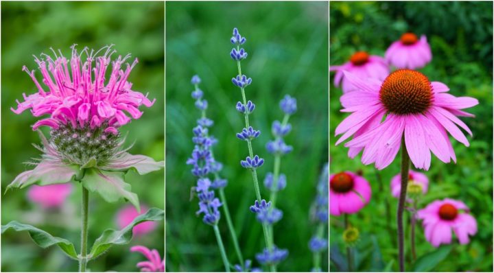 15 Plants That Thrive In Poor Soil