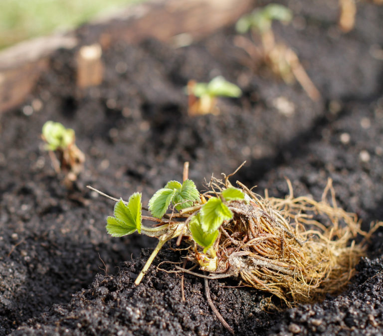 How To Plant A Strawberry Patch That Produces Fruit For Decades