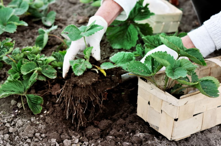 11 Strawberry Companion Plants (& 2 Plants To Grow Nowhere Near)