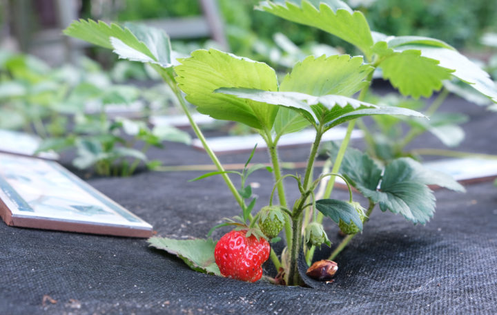 How To Plant A Strawberry Patch That Produces Fruit For Decades