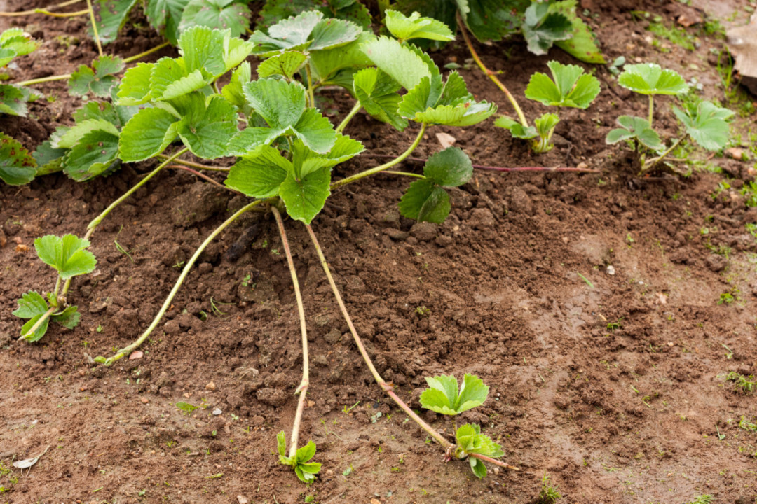 how-to-grow-new-strawberry-plants-from-runners