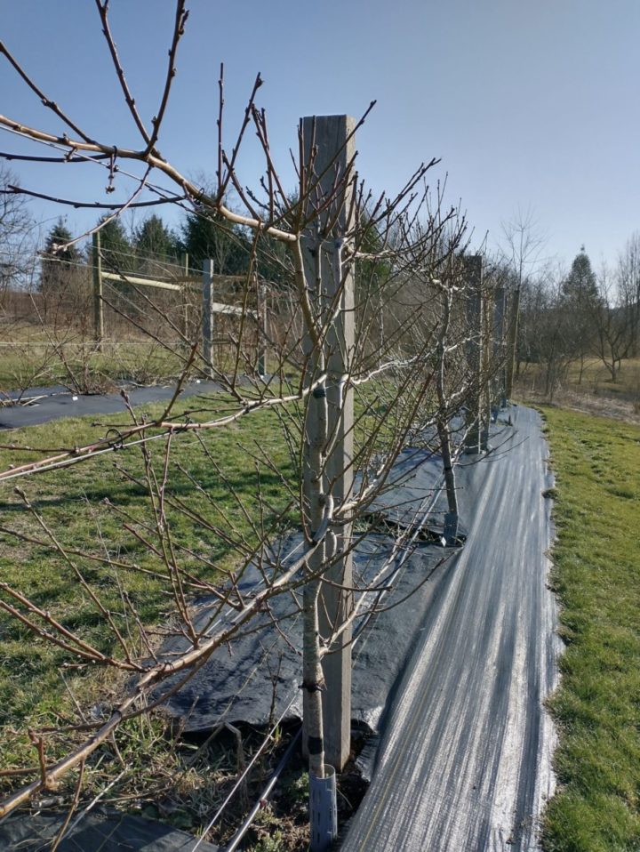 How We Started A Deer-Proof, Drought Resistant Backyard Orchard