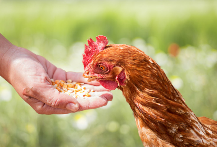 How to Cure 4 Common Chicken Health Issues with Treats & Supplements