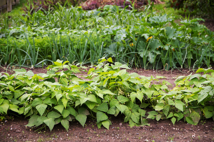 Crop Rotation: The Missing Ingredient To Bigger, Healthier Harvests