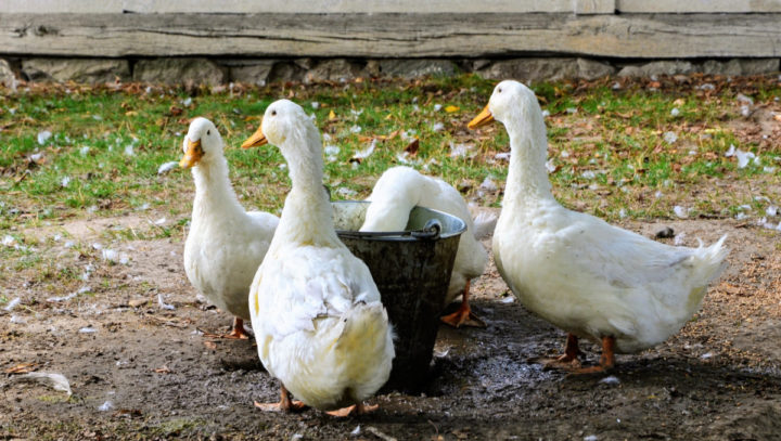 Choosing the Best Duck Breed for Your Homestead