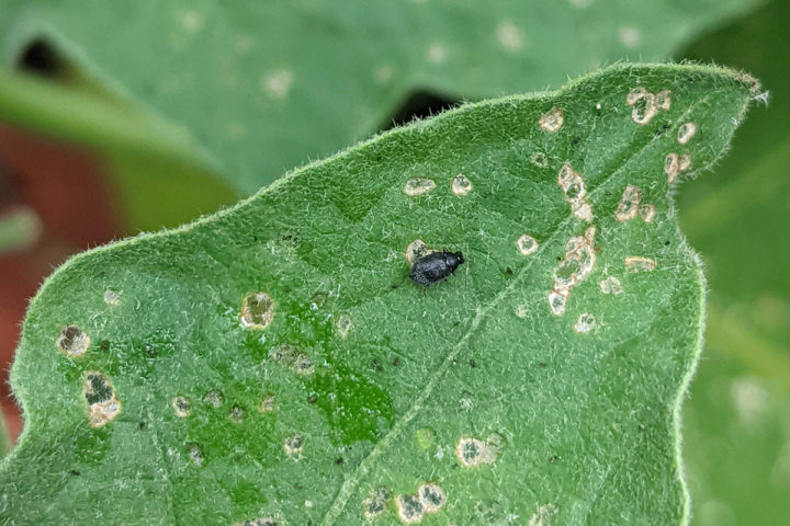 Flea Beetles - What They Are, What They Eat And How To Get Rid Of Them