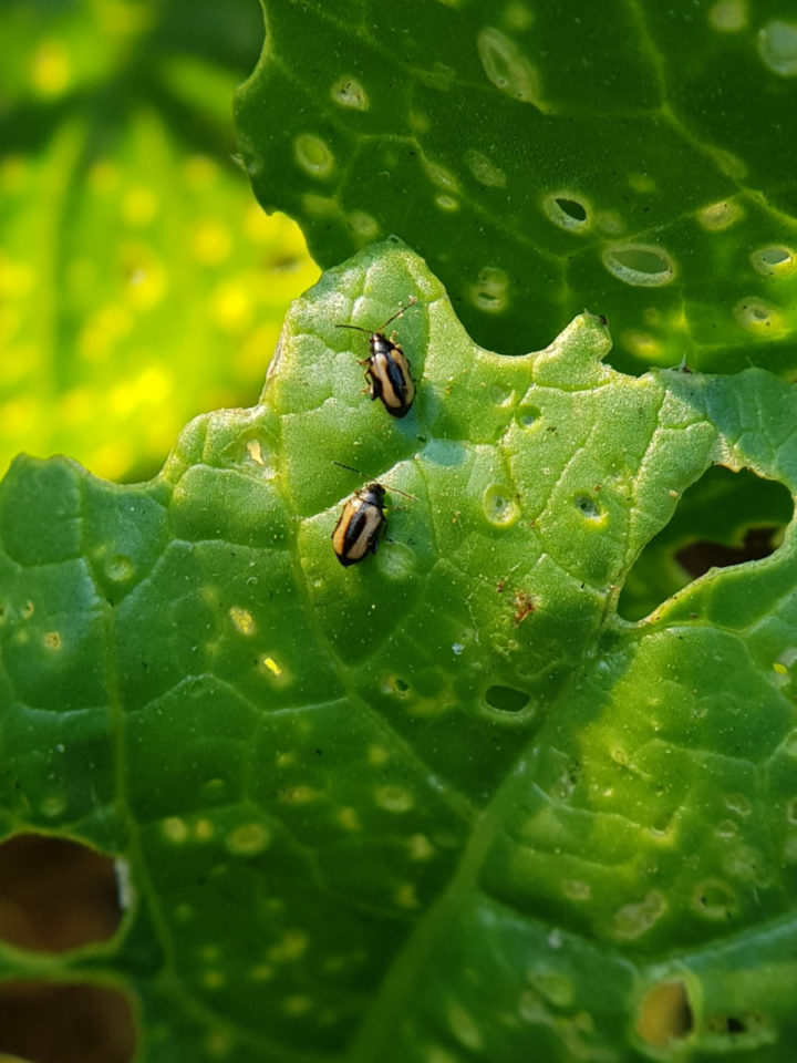 Flea Beetles - What They Are, What They Eat and How To Get Rid Of Them