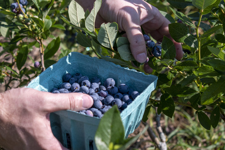 How & When To Prune Blueberry Bushes For Bountiful Berries Every Year