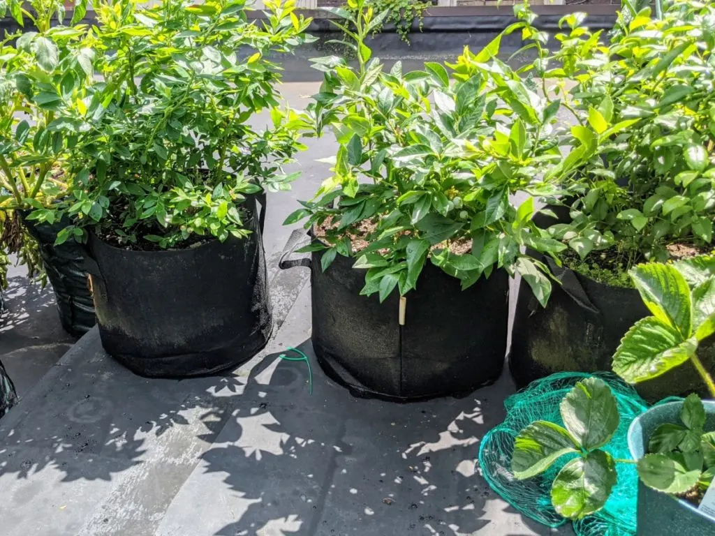 10 Reasons Why You'll Love Gardening with Grow Bags