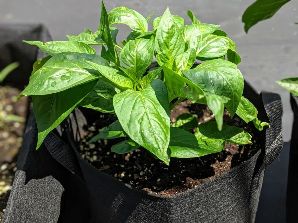 https://www.ruralsprout.com/wp-content/uploads/2021/07/grow-bags-peppers-1024x768.jpg.webp